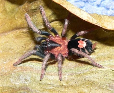 Tarantula Heart .